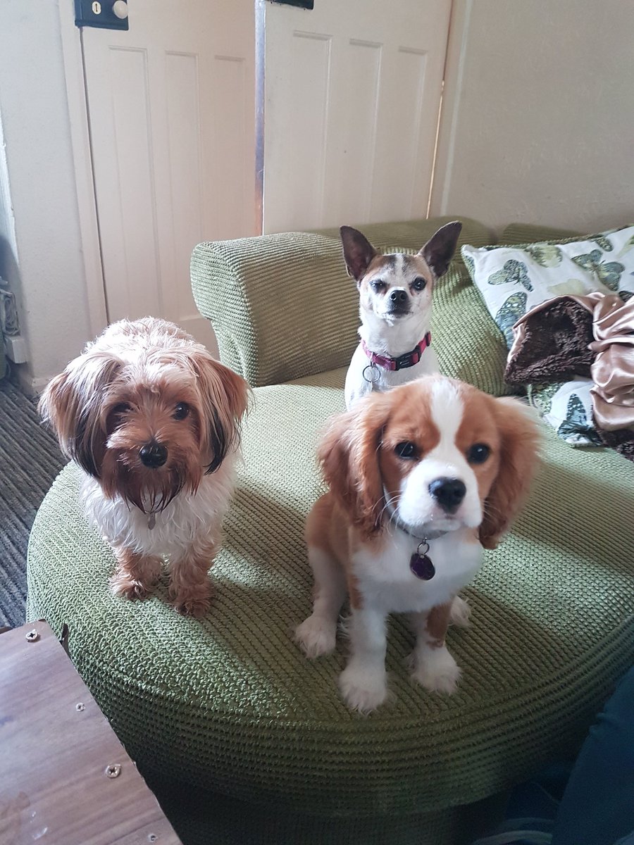 075270's tweet photo. @GMB @adilray @kategarraway @RichardAArnold @SeanFletcherTV These make me happy, everyday. https://t.co/F3a45tbAoz