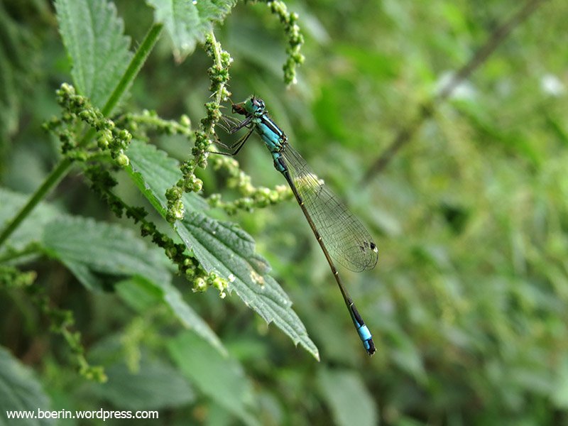 boerinhendrika's tweet image. Eten en gegeten worden. Een #lantaarntje - waterjuffer - met prooi. Libellen en juffers zijn #insecteneters. #insectenopdeboerderij #biodiversiteit