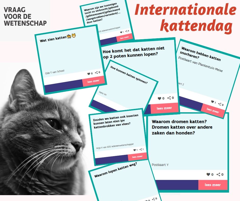 Het is vandaag internationale kattendag! 🐱 Om dat te vieren, hebben we de leukste vragen over jullie favoriete huisdieren uit de Vlaamse wetenschapsagenda gebundeld. #internationalekattendag #katten #vraagvoordewetenschap #cats #InternationalCatDay