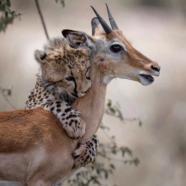 originsafaris's tweet photo. The hug of death? How would you caption this?
Shot by @mostafa.elbrolosy
https://t.co/R5hRuYV2VL
#originsafaris #africa #travel #photography #safari #kenya 
#animals #wildlife #wildlifephotography #nature #cheetah #cheetahkill  #hug #naturephotography 
#africanwonders #wild https://t.co/30y2ba7XUK