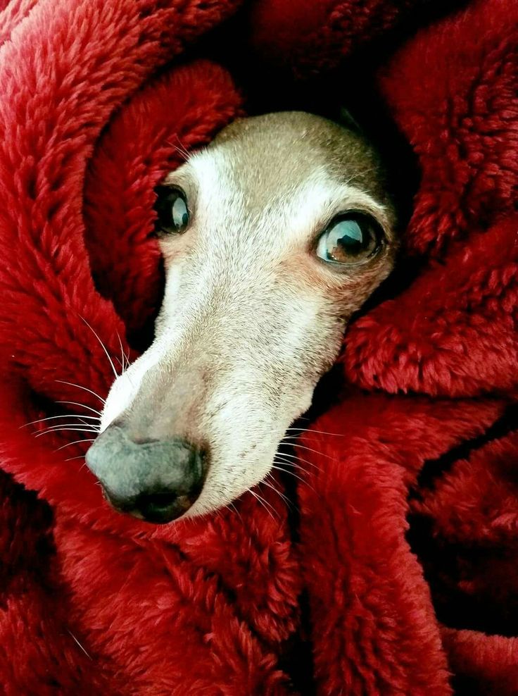 NeuroHounds's tweet photo. https://t.co/3MWxqXTlJl