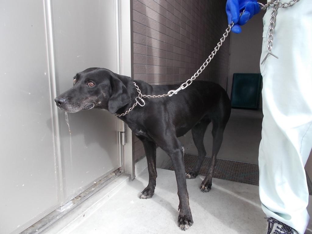 Japanesemichael Jackson A Twitter 滋賀県保健所 迷子犬 性別 女 年齢推定 若 中齡 犬種 L レトリバー系 体格 中 毛色 黒 収容月日 8 6 保護場所 近江八幡市安土町下豊浦 チェーン首輪 チェーンリード 迷子犬 滋賀県 近江八幡市 安土町 ラブラドール