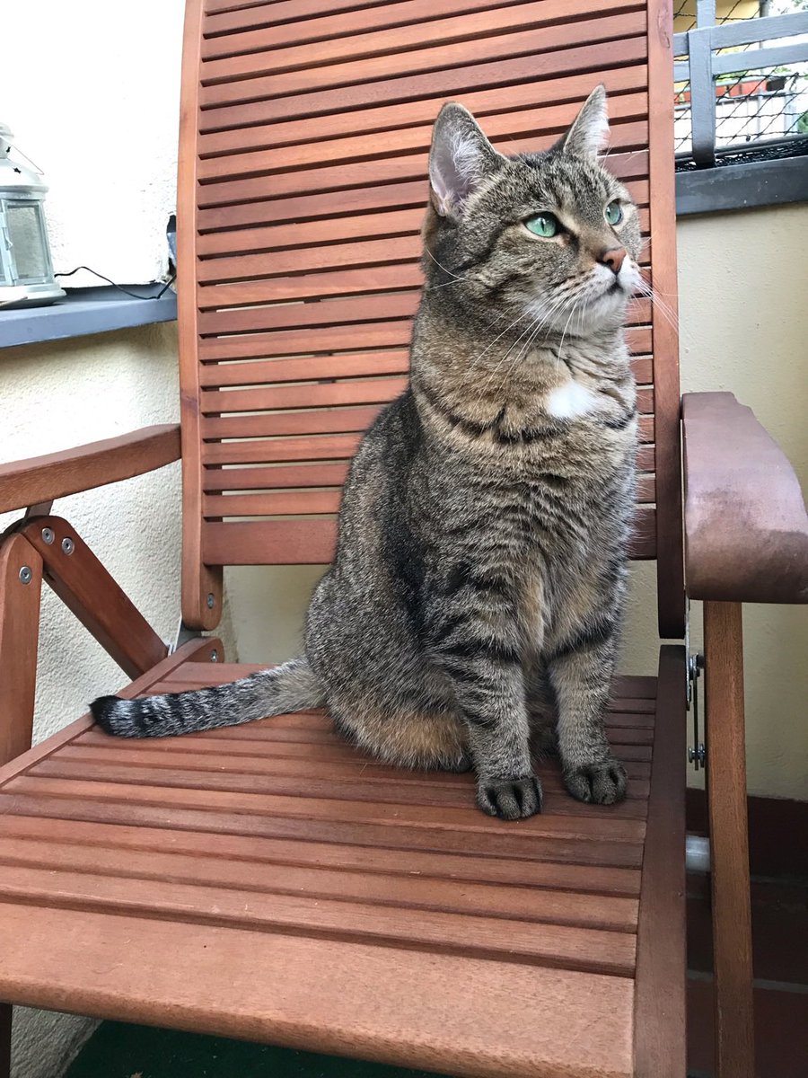 Vor 2000 Jahren hörte der Mensch auf, #Katzen als Götter anzubeten. Man versäumte damals, die Katzen darüber zu informieren! #Weltkatzentag