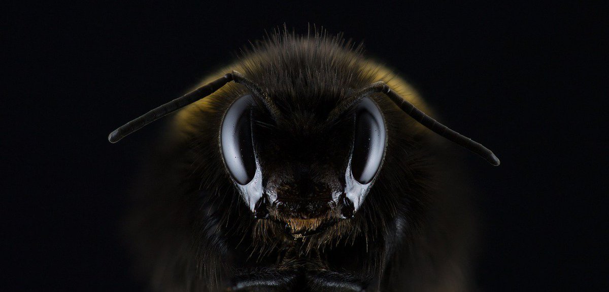 BuzzyBeeColl's tweet photo. Good morning to you all #buzzybeecollectibles #bees https://t.co/OmEdOn6UlK