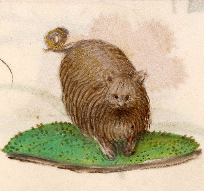 Actuel Moyen Age Le Chat Est Comme Beaucoup D Autres Animaux A L Epoque Utilise En Medecine Sa Moelle Est Reputee Pour Traiter La Paralysie Mais Attention A Sa Cervelle Qui