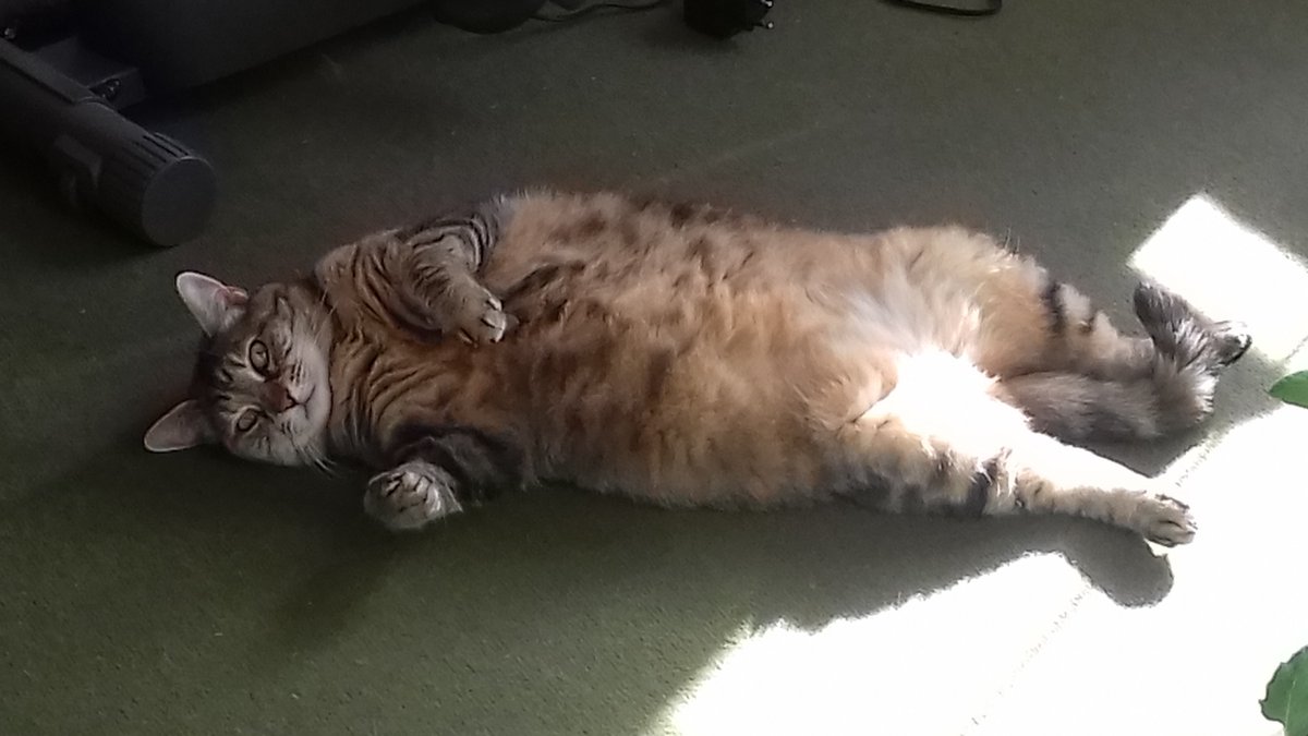 Mapidoc's tweet photo. #Journeeinternationaleduchat https://t.co/qjzfr0yLLL