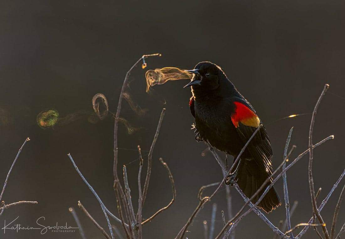 hadi_nor's tweet photo. One chilly spring morning, amateur bird photographer Kathrin Swoboda captured shots of a red-winged blackbird โforming smoke rings with his Spring song.โ
#dontmakethosevapejoke #iseeitcoming #hahaha https://t.co/yNlG6M32l6