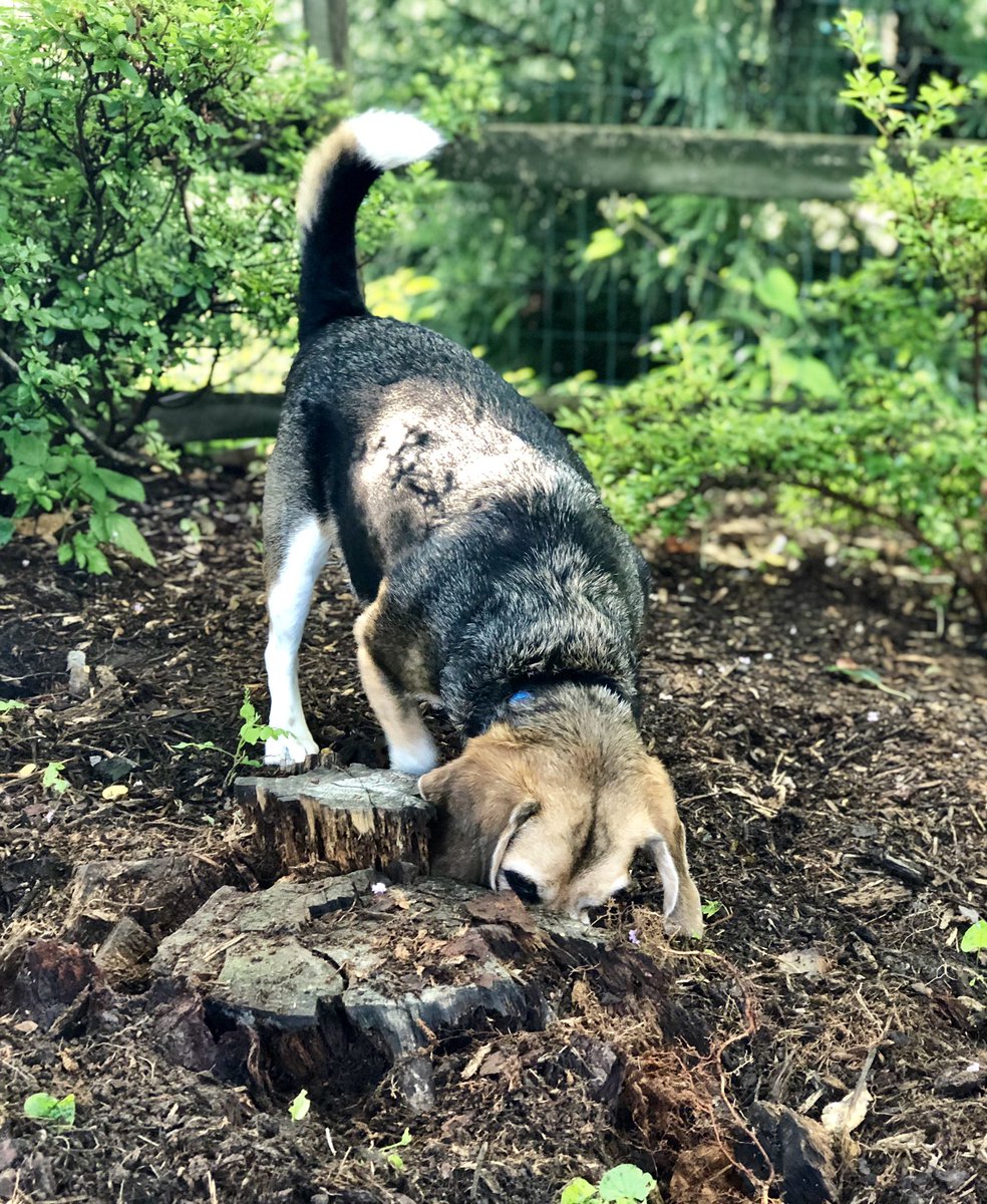 Overheard, Dad to Mom: “I think something’s living in the mulch bed; it’s been excavating mulch like crazy.” Me: 😬🤐😆 #beagle #beagles #beaglesoftwitter #Nigel