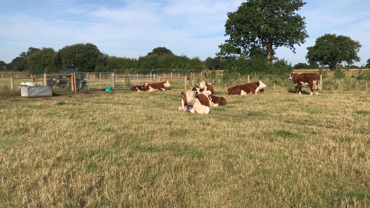 We are going to support #Farm24 today and try and up load a few pictures from Edward one of our valued guys on the ground showing what we get up to on our mixed family farm. First job of the day <a href="/UKHerefords/">Hereford Cattle UK</a> cattle checks!
