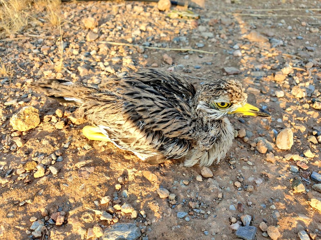 aamm_murcia's tweet photo. #AAMM_MURCIA #DGMEDIO_NATURAL en #Lorca recuperaron, gracias a #ColaboraciónCiudadana, un pollo de #Alcaraván común en un paraje agrícola del municipio.
El ave, que no presentaba daños, fue trasladada al #CRFS_VALLE para su reconocimiento veterinario y recuperación. https://t.co/Ah0r0r6MaE