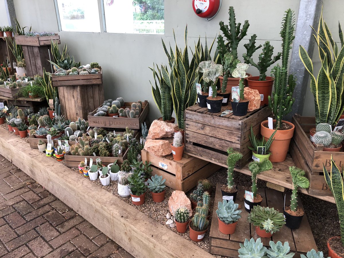 southendcacti's tweet photo. Lovely display of cacti and succulents at a garden centre in Cornwall.  I may be on holiday, but we can never resist a Cacti fix! #cacti #succulents #hobbyoraddiction #bcss https://t.co/WAeOS0vdZx