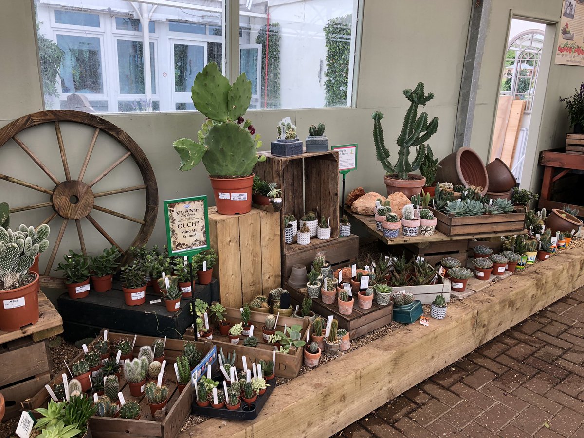 southendcacti's tweet photo. Lovely display of cacti and succulents at a garden centre in Cornwall.  I may be on holiday, but we can never resist a Cacti fix! #cacti #succulents #hobbyoraddiction #bcss https://t.co/WAeOS0vdZx