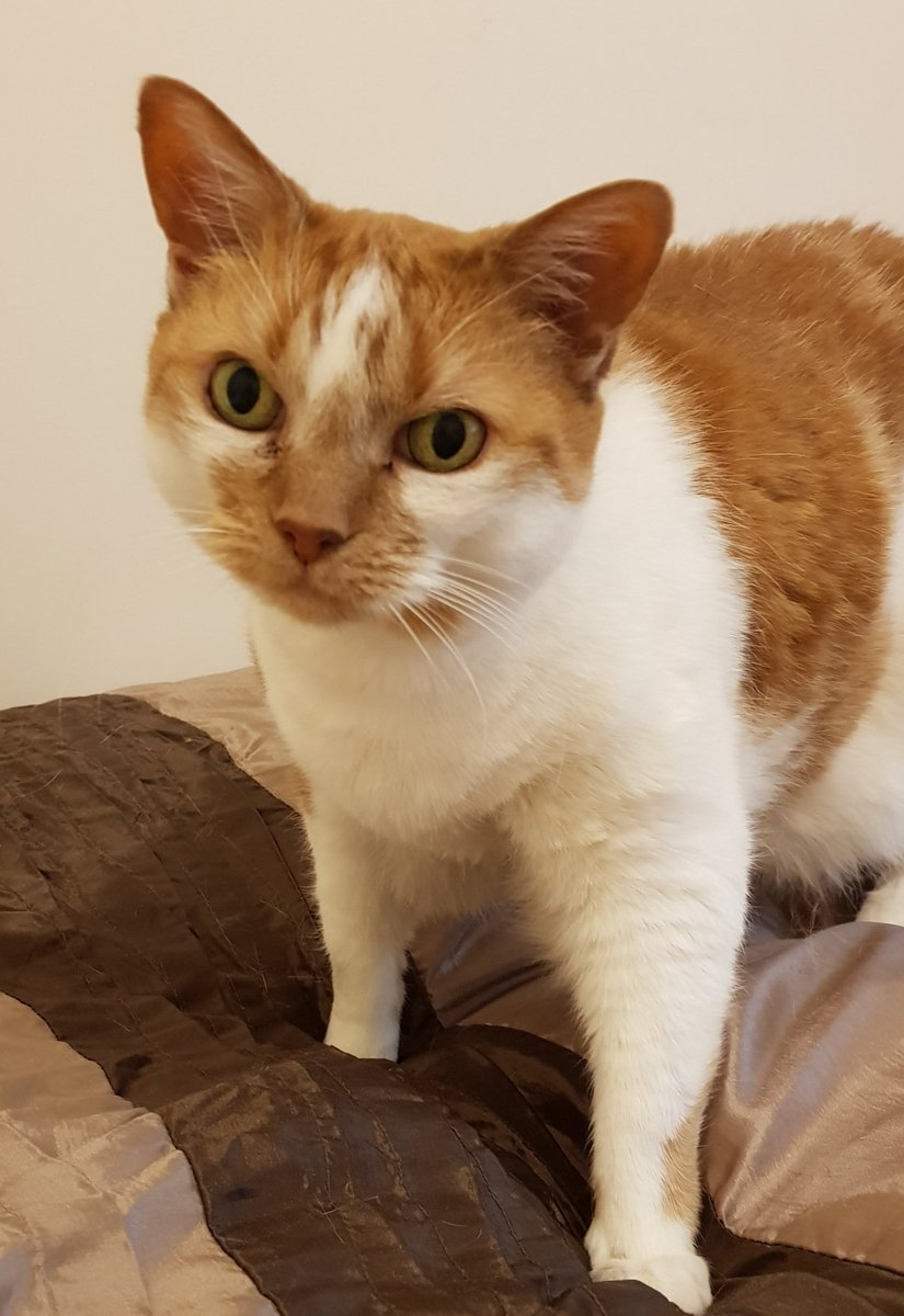 veirving's tweet photo. It's #InternationalCatDay2019 Tilly was found abandoned on a cycle track over 10 years ago, she came to live with us and has given us joy ever since 🐾🧡 https://t.co/D5vHvu7gct