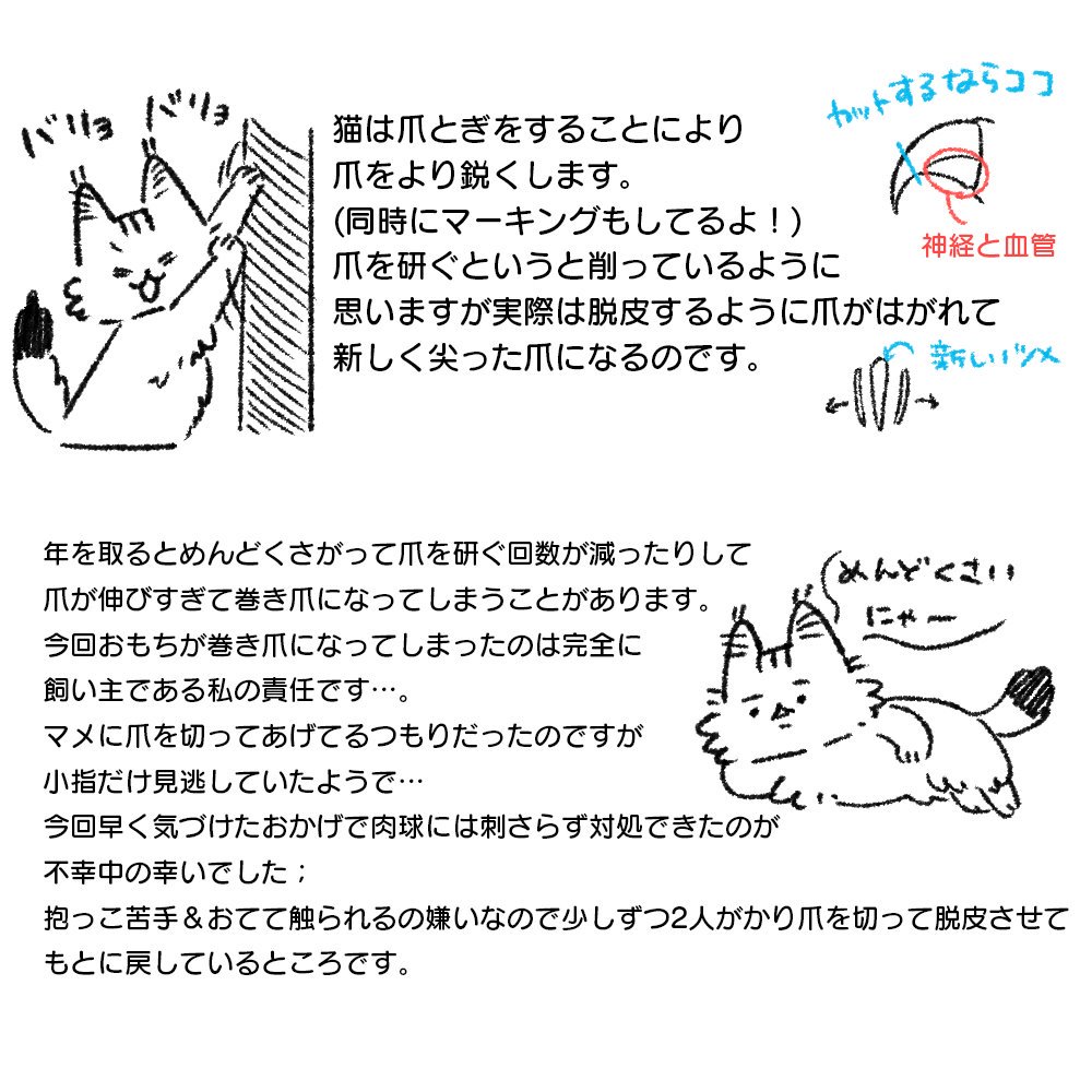 おもちさんが巻き爪になってしまった…
今は少しづつ切ってあげて治りつつあります 
