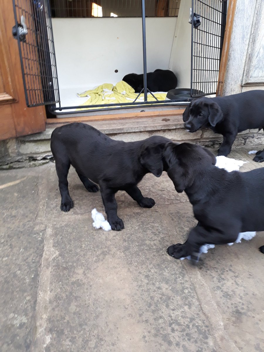 northants fire dogs tweet media
