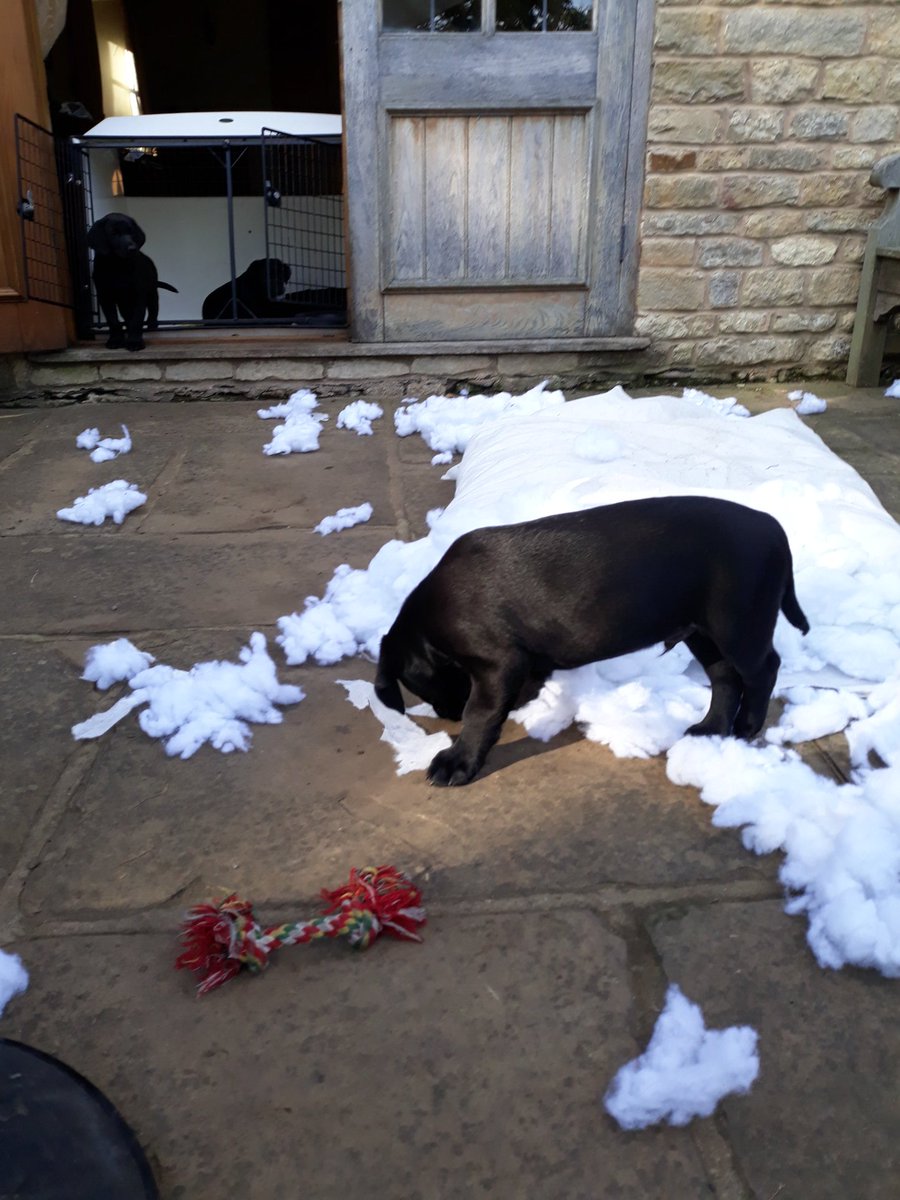 northants fire dogs tweet media