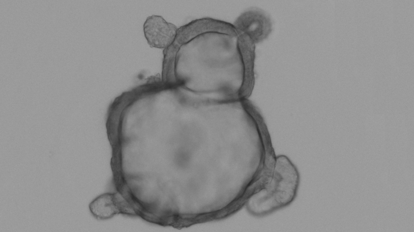 rebekah_engel's tweet photo. Hey @Gen_Kerr, I see your #organoid duck and I raise you an #organoid bear! #weneedtogetoutmore https://t.co/fvxT2rhX8r