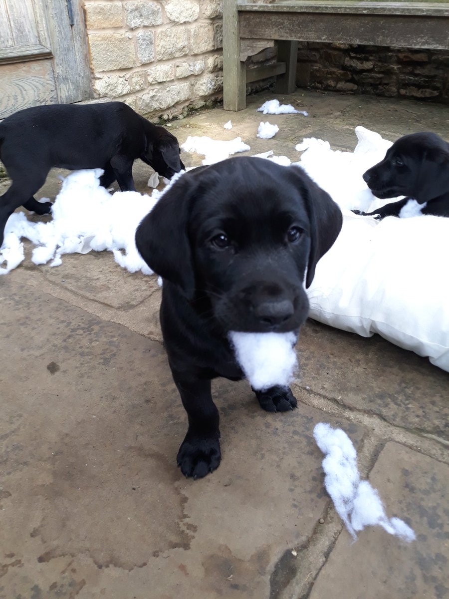 Intelligent but very very naughty