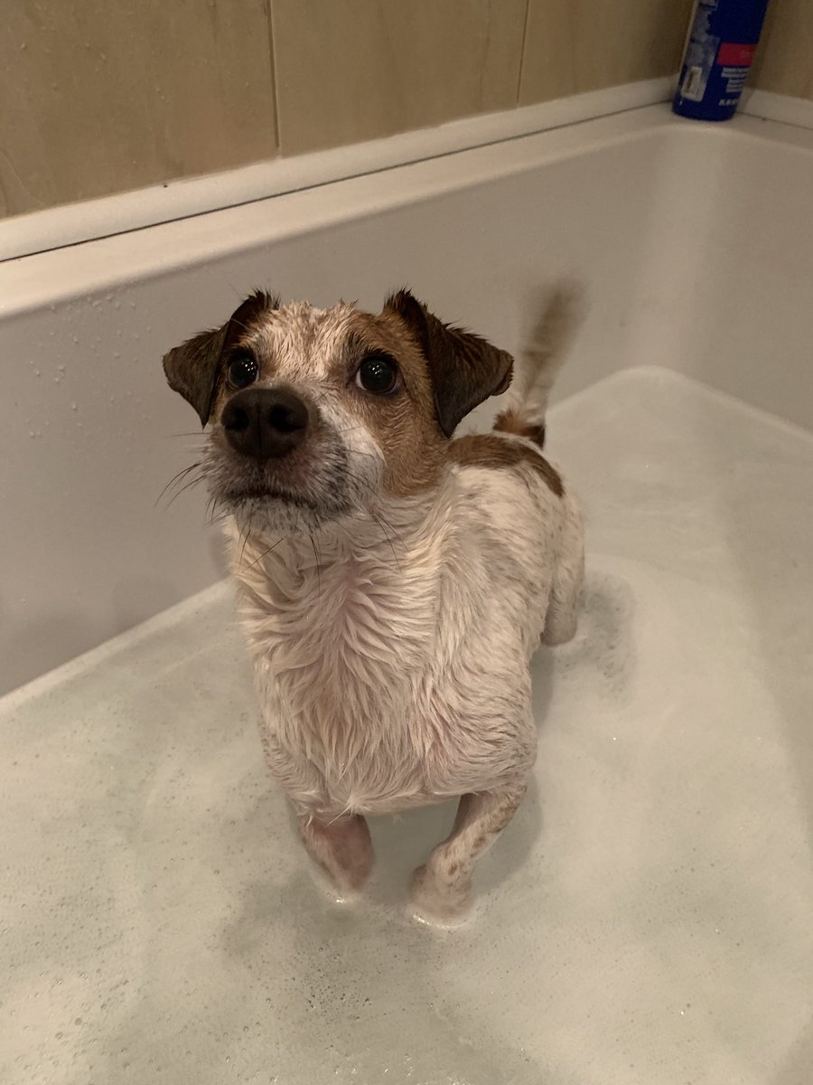 CuriousBecks's tweet photo. Run started well until Peanut (my 🐶) decided to roll in 💩!! 🛁🚿🧽🧼 #WhyDoTheyDoThat #WeActiveChallenge2019 #NursesActive https://t.co/jrreoVt7fL