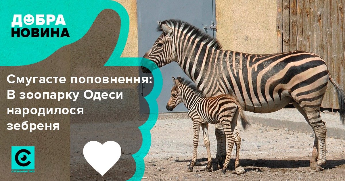 В Одеському зоопарку днями у пари зебр народився чарівний малюк. 
Зебреня почувається добре, освоюється у загальному вольєрі і весь час перебуває біля мами.

#Opendata #Суспільнеоко #ДобраНовина #Одеса #зоопарк #зебреня