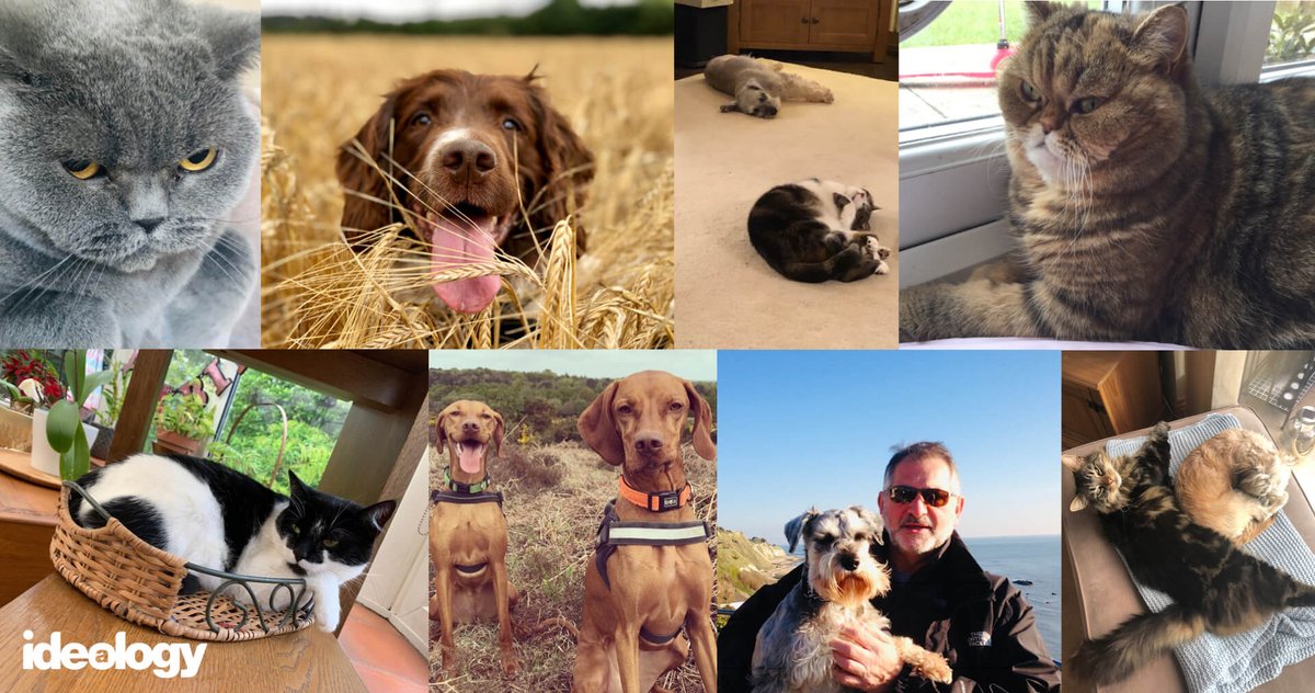 Idealogy's tweet image. Happy Cat Day everybody! However, we’re not 'petist' here at Idealogy, so here are the team’s dogs too! #30daysof30 #madein1989 #worldcatday #internationalcatday