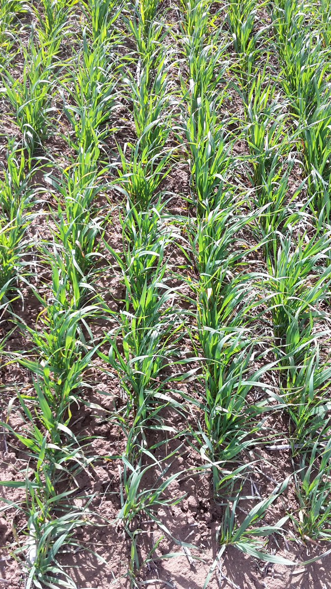 Too little time with the weed-competitive wheat monsters today but wow how they grow <a href="/rebetzke_0/">Greg Rebetzke</a> <a href="/theGRDC/">GRDC</a> #wheat
