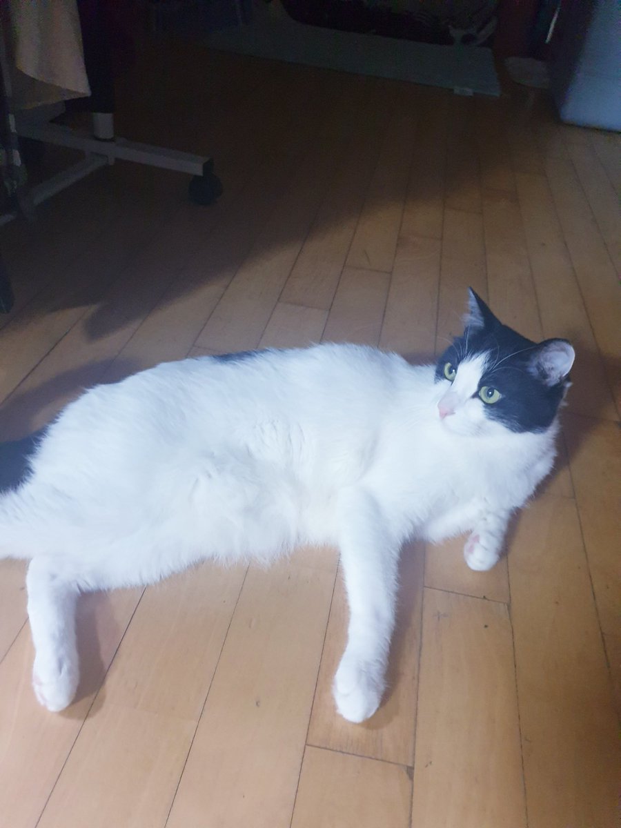 #세계고양이의날