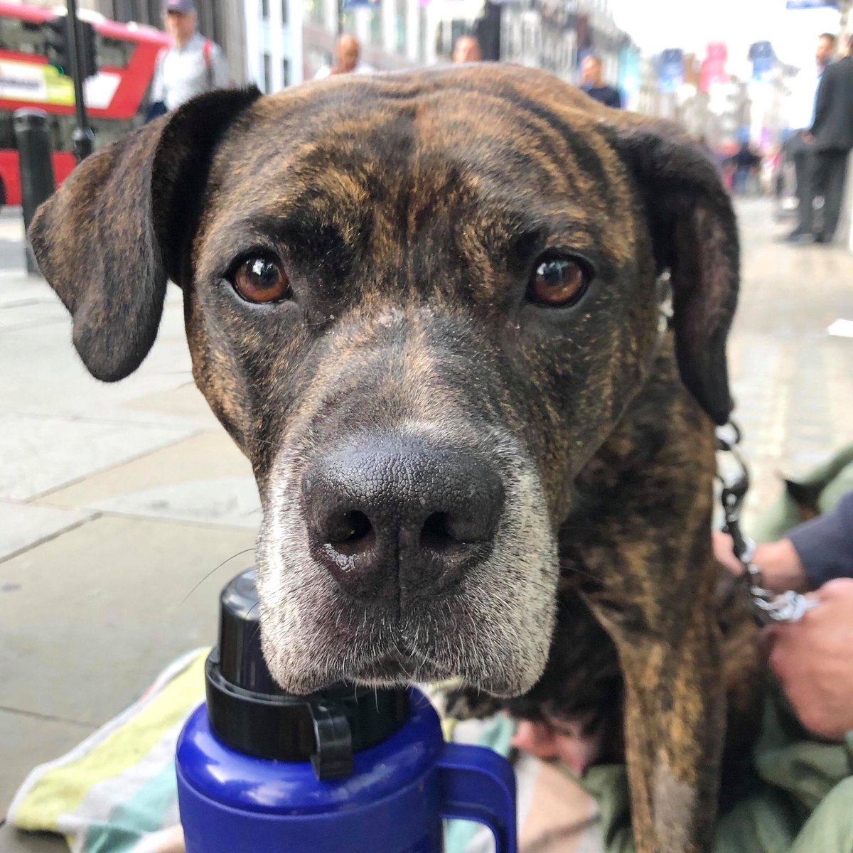 hotchocmob's tweet photo. We not only bring things out for London's #homeless people, but also #dog food and treats for their best friends! We see so many #roughsleepers put themselves second when it comes to making sure their animals are fed and looked after. #hotchocmob #londonhomeless #helpthehomeless https://t.co/KicY4HYUEo