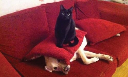 Happy International Cat Day! Expect all cats to strut around like we own the place. Expect the same again tomorrow.