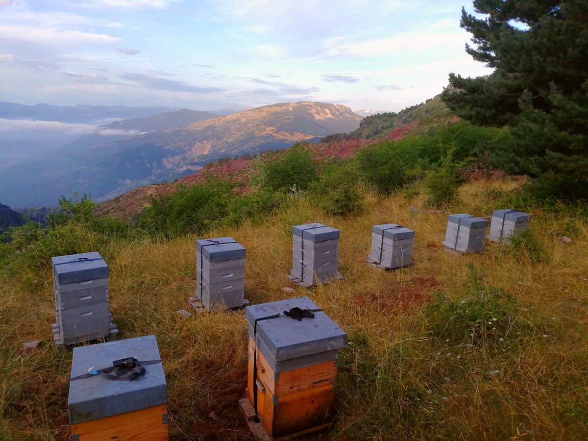 chetcuti3's tweet photo. Que le réveil fu dur à 3h30 ce matin !!!! 
Mais quelle magie d'être à cet endroit au lever du soleil et y déposer les filles pour la dernière miellé de la saison https://t.co/AW4DJ5x7A3