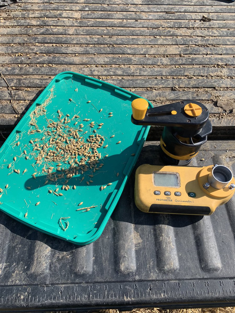 Moisture test in the @SyngentaCropsUK laureate spring Barley hopefully dry enough to make an early start before bad weather tomorrow! Another great use for <a href="/Crystalyx_uk/">Caltech Crystalyx</a> tub lids! #Farm24