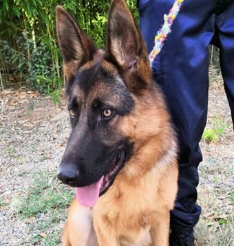 Alerte Animaux Perdu On Twitter Trouvé Chien Noire Et