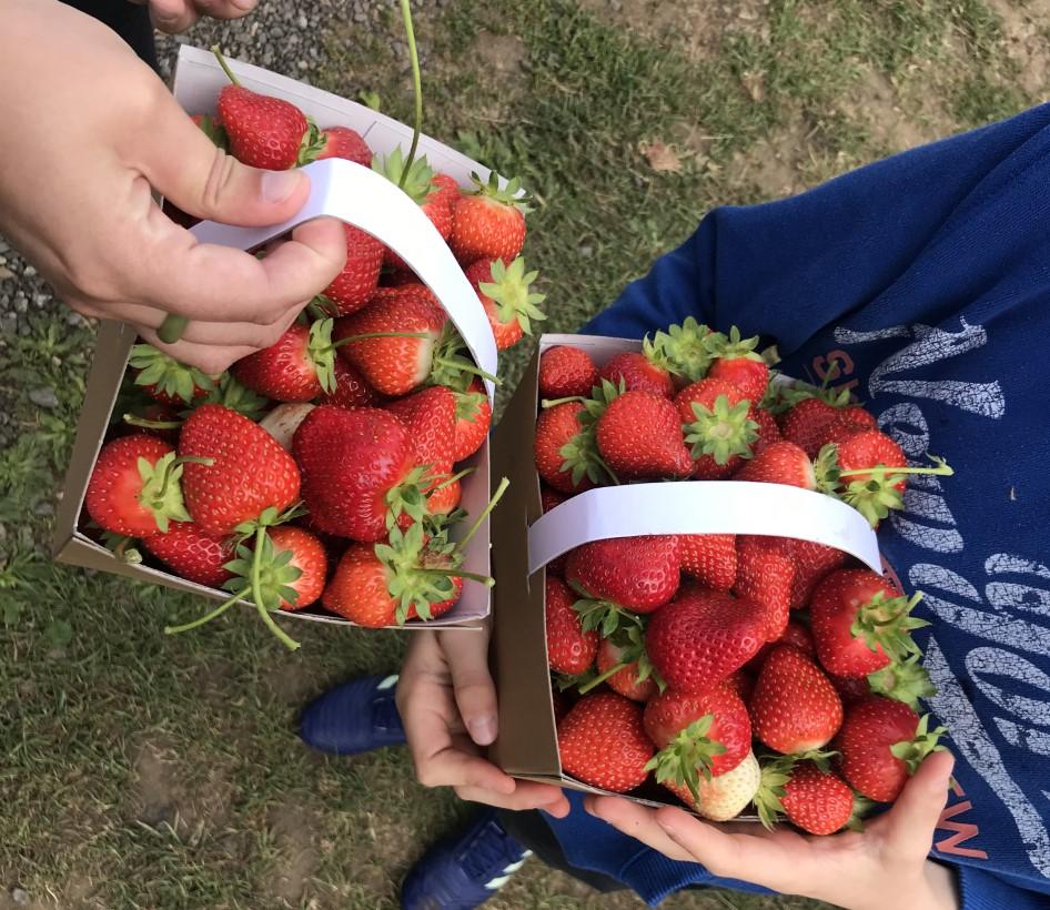 180Charity's tweet photo. Yesterday the #OxfordTeam went strawberry picking for the #SummerProject19 @MilletsFarm There’s nothing better than picking your own fresh fruit, and it's great value for a day out with all the family 🍓 We'll be ticking it off our #OESummerChallenge poster! #SchoolsOut https://t.co/d66vKElNJ4