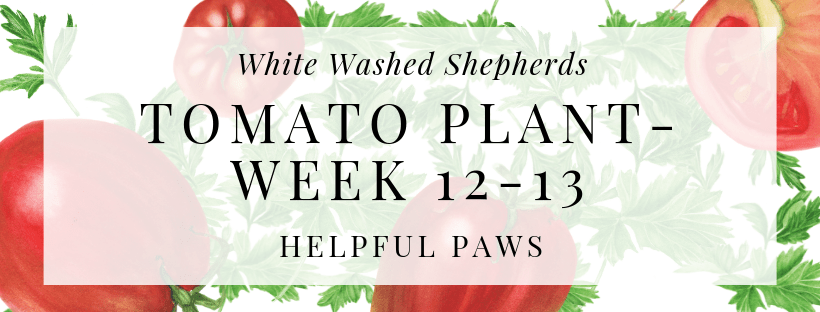 WWShepherds's tweet photo. Helpful Paws https://t.co/PmPKXeVarH https://t.co/dbtuH6Rmf4