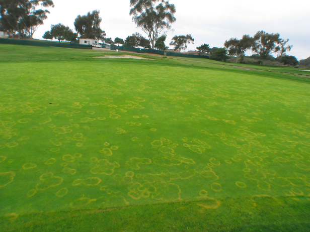 EnvuTurfUK's tweet photo. ⚠️ Waitea Patch (Brown ring patch) arrived in the UK some ten years ago⚠️ Recently we’ve had a number of identification enquiries about this disease, but there is currently no authorised chemical control, so contact us if you think you have an outbreak #NewDisease #TurfStress https://t.co/YKRabhYtRm