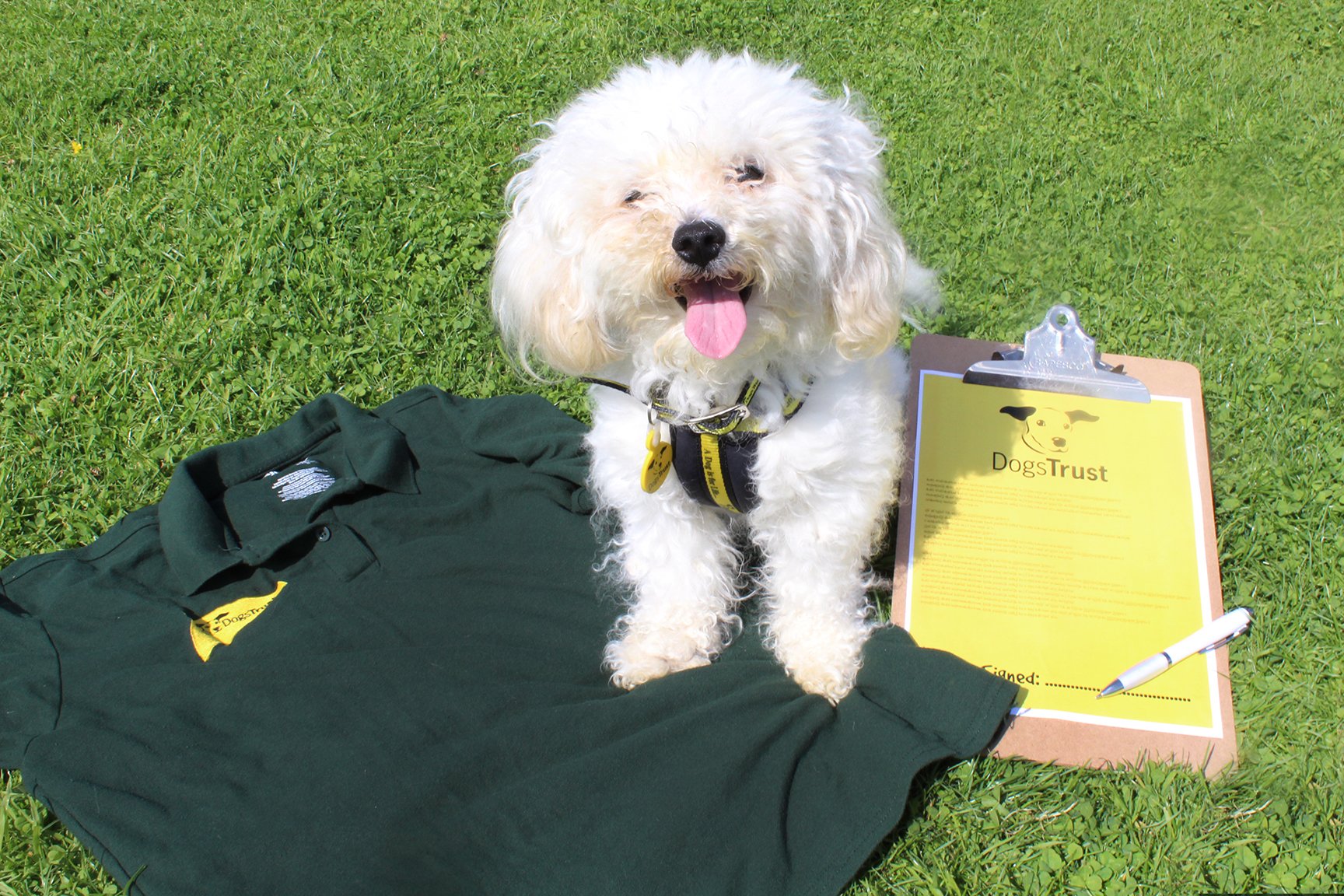 done deal toy poodle