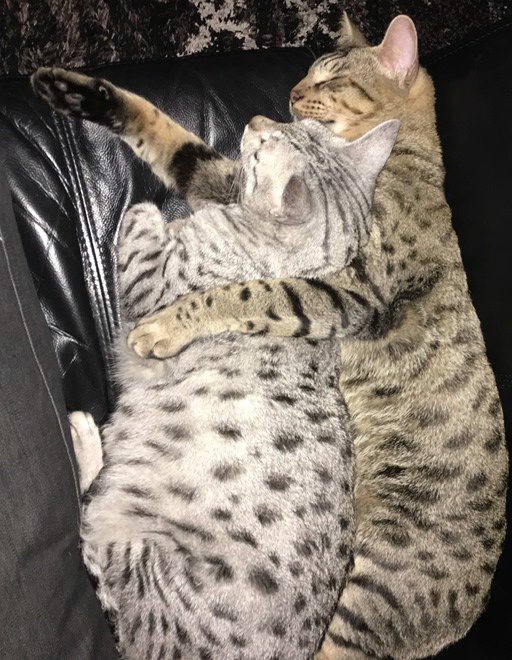 CANPharmacyKing's tweet image. You ever wondered.... Why my cats sleep so much?

Have some fun! Google it!

ow.ly/NNjT50vr3cB

#CatDay #GoogleFun #LoveMyCat #CanPharmaKing #ThursdayThoughts