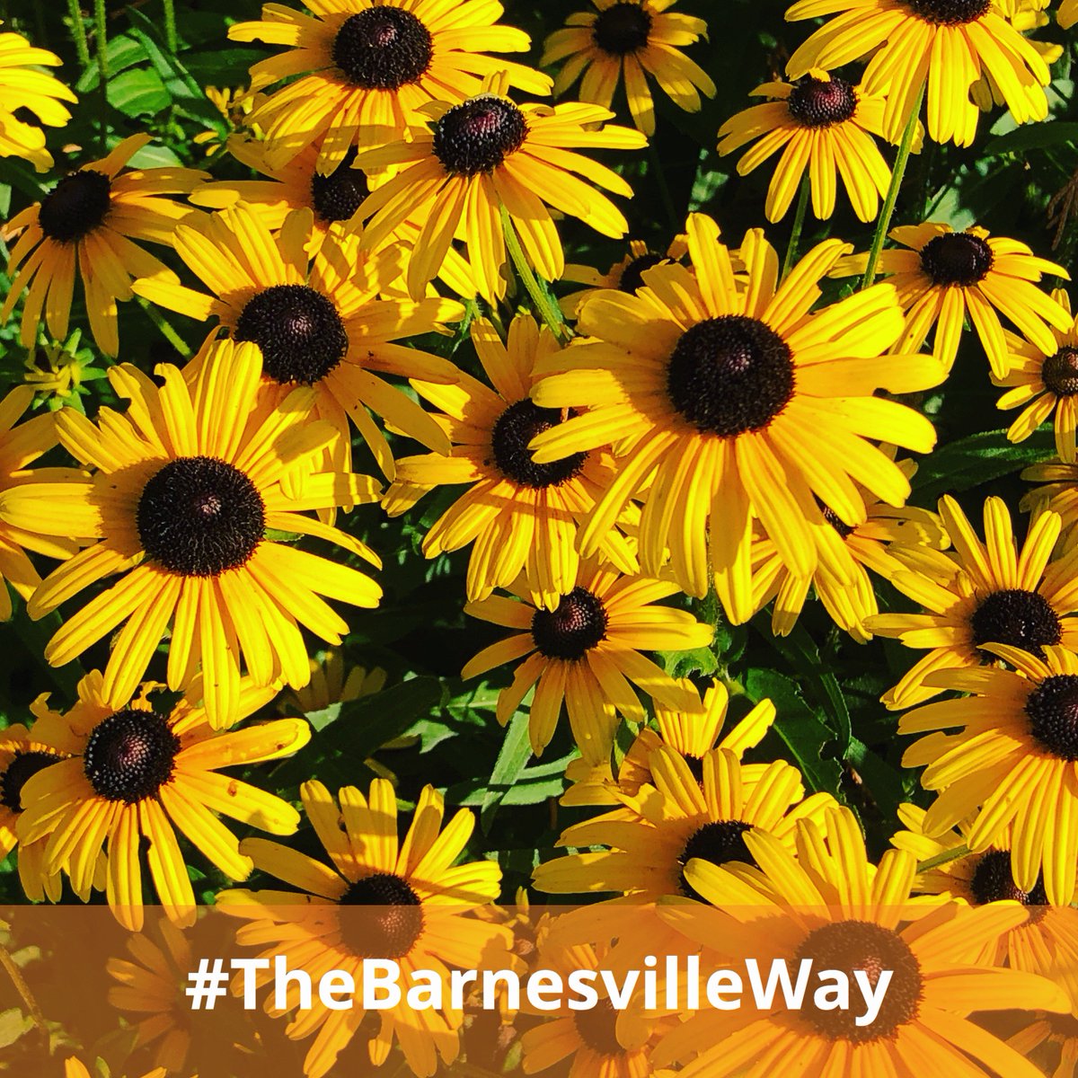 Tweet by Barnesville School of Arts & Sciences