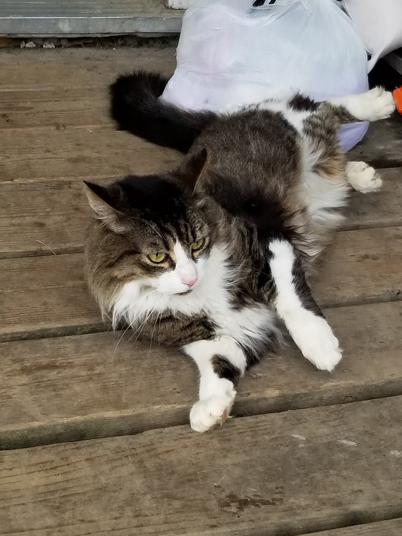 Pen_Barrette's tweet photo. Happy #InternationalCatDay! 🐈 Love my kitty so much! https://t.co/aWECX01GnL