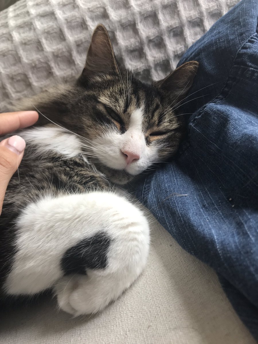 Happy #InternationalCatDay! 🐈 Love my kitty so much!