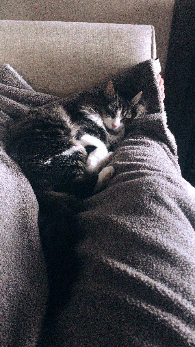Pen_Barrette's tweet photo. Happy #InternationalCatDay! 🐈 Love my kitty so much! https://t.co/aWECX01GnL