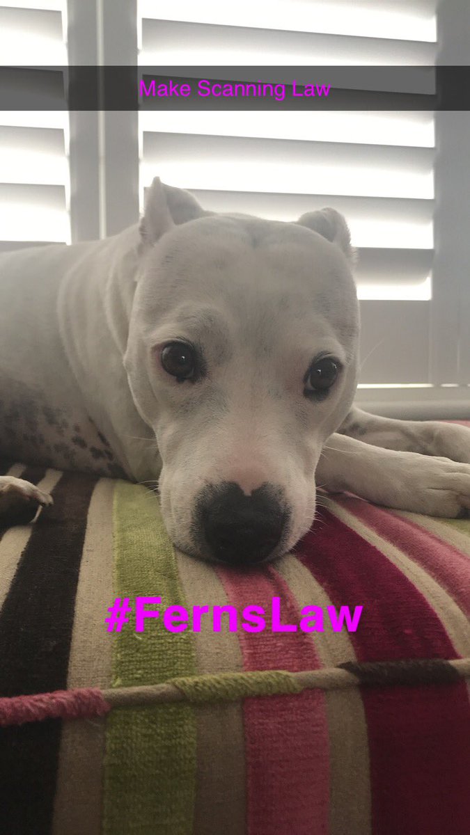 caroline hall tweet media