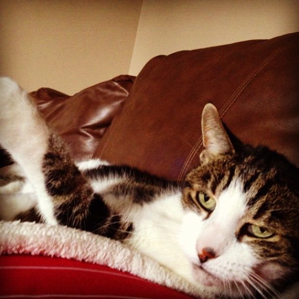 Bonne journée internationale des chats!
 Je dédie ce jour TRÈS important à Sable! 😺