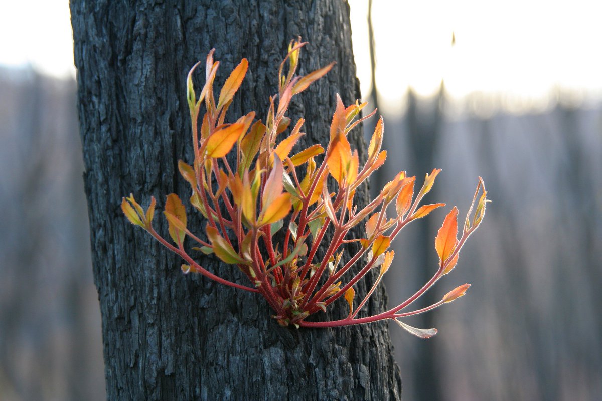 FRRR_Oz's tweet photo. Two of our programs, supporting #2009VicBushfire communities are now open with applications closing 11 Sept.
Grants for Resilience & Wellness (GR&W): https://t.co/o0ftrUecOX
Community Group Futures (CGF): https://t.co/A6T409uAdf
#GRW #CGF #VBAF #DisasterRecovery https://t.co/PdW8HJwg4e