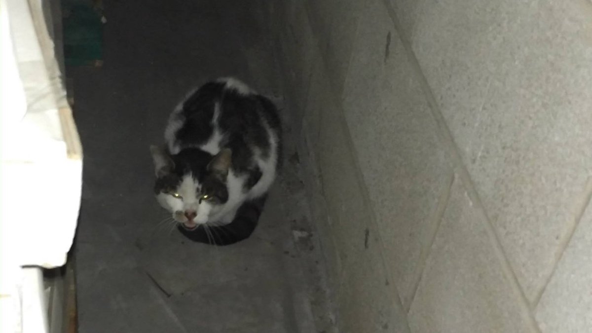 Gala Graphics tweet media