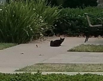 Happy #InternationalCatDay. Ferals cats at my work. They are beautiful and shy. Adds 45 minutes to my  work day in the morning to feed them at 4 stations. Grey expects me by  7:30 every day or i get hissed at. 
Grey, Brownie, Oddie, and SLP