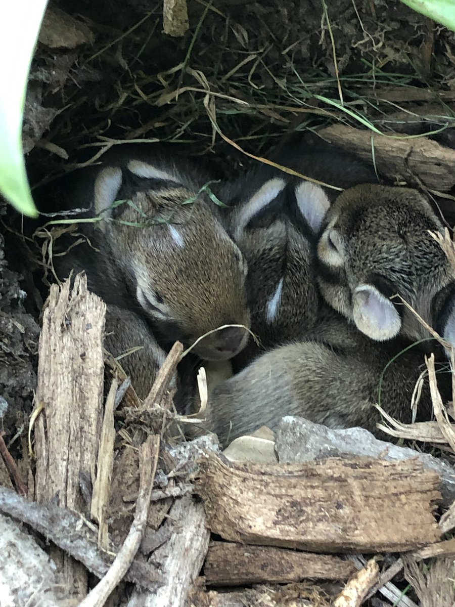 Uh oh... I have baby bunnies. 🐰 🐰🐰
