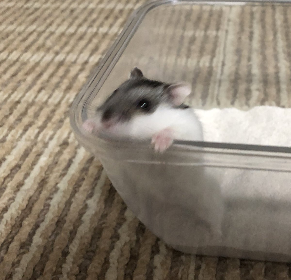 さえ (@PARU_hamster) / Posts / X