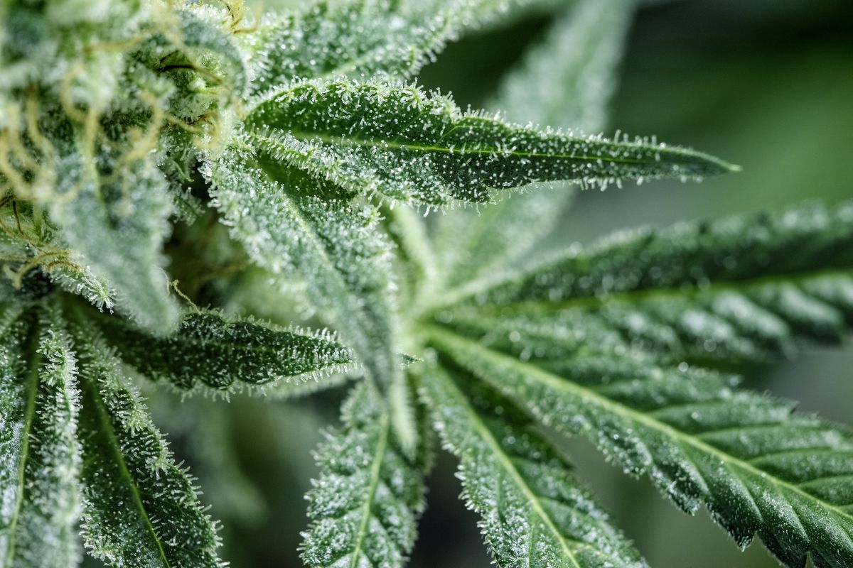 njdotcom's tweet photo. This pro-cannabis group issued its latest report card. Here’s N.J.'s grade. https://t.co/y7AqGzmy67 https://t.co/o8HdtS0j1X