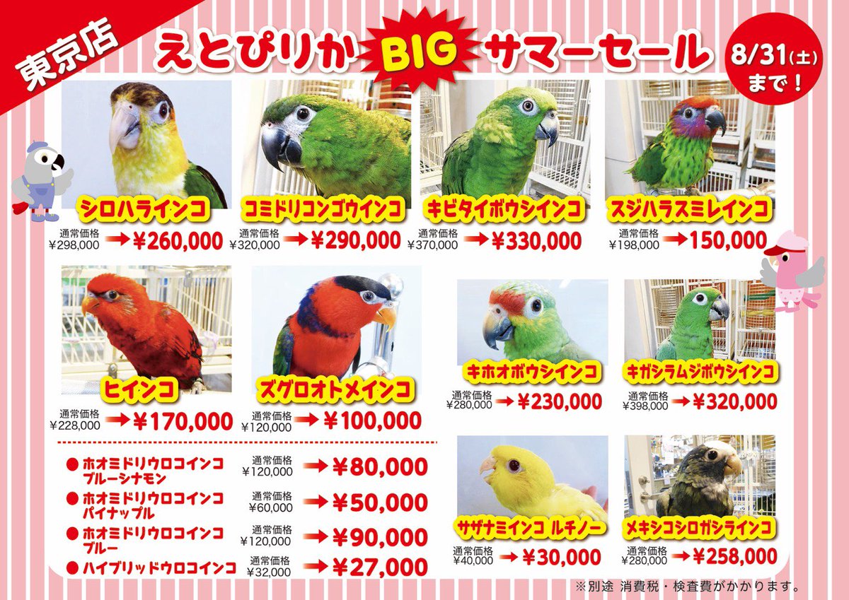 えとぴりかtokyo Pa Twitter 訂正があった為再送させて頂きます 申し訳ございません えとぴりか各店では Bigサマーセール を開催中 東京店では大人気のシロハラ コミドリコンゴウ ボウシ ローリーなどが大特価 ヨウムセールも引き続き開催中 是非この えとぴりかtokyo Pa Twitter 訂正があった為再送させて頂きます 申し訳ございません えとぴりか各店では Bigサマーセール を開催中 東京店では大人気のシロハラ コミドリコンゴウ ボウシ ローリーなどが大特価 ヨウムセールも引き続き開催中 是非この